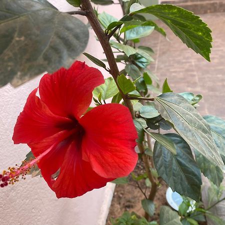 Riad Tania Mozaik Taroudant Buitenkant foto
